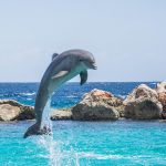 delfin
