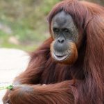 orangutan