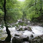 sava izvor