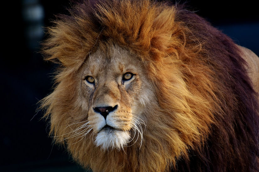 lav lavlji izmet
