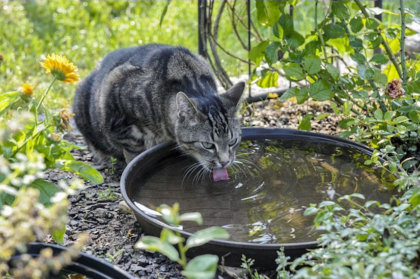 mačka voda osijek