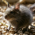 Hepatitis E