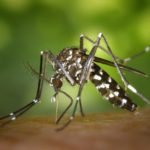 virus zapadnog nila