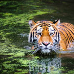 tigar_voda_04112018_nacionalniportal
