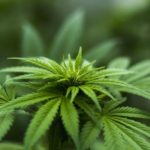 marihuana