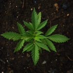 marihuana